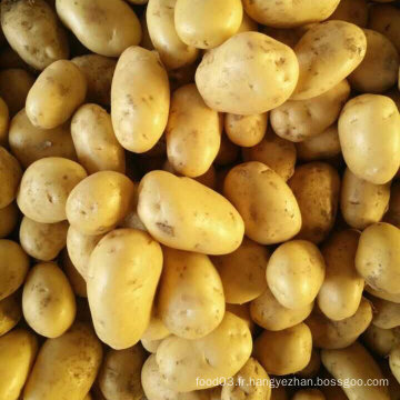 Golden Fournisseur de pommes de terre fraîches en provenance de Chine